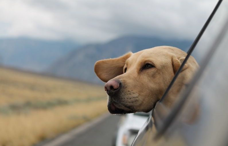 Traveling Pets - selective focus photography of Labrador in vehicle