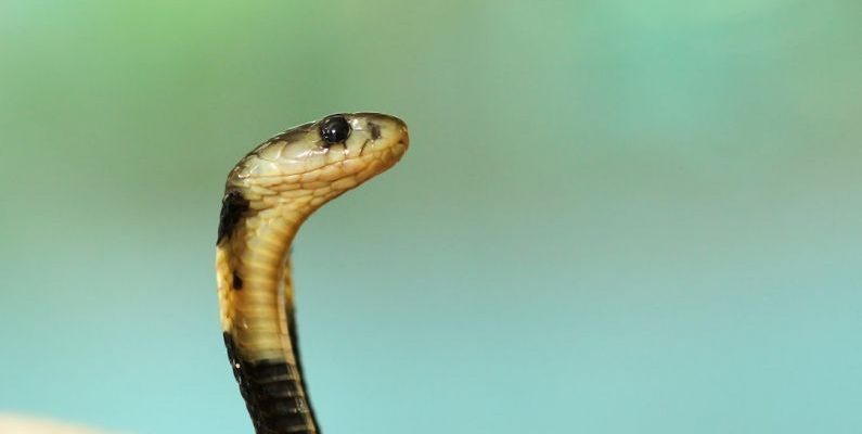 Scam Alert - selective focus photography of black and white cobra
