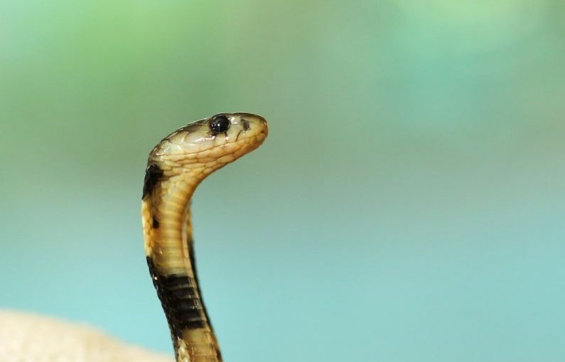 Scam Alert - selective focus photography of black and white cobra
