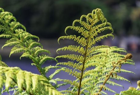 Maori Culture - green fern plant in close up photography
