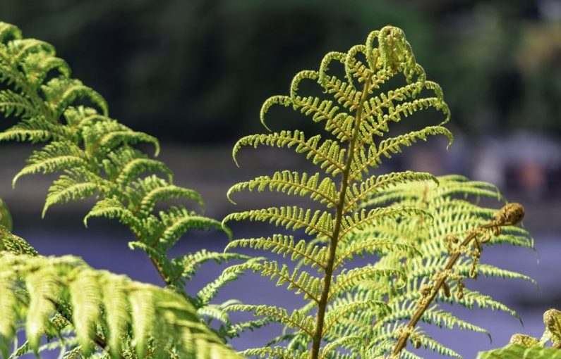 Maori Culture - green fern plant in close up photography