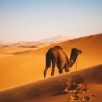 Camel Desert - camel walking on desert
