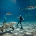 Shark Diving - man diving underwater with sharks
