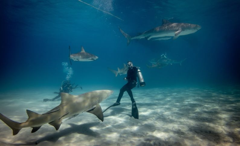 Shark Diving - man diving underwater with sharks
