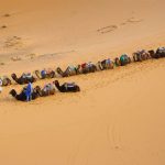 Sahara Camel - camels walking on dessert