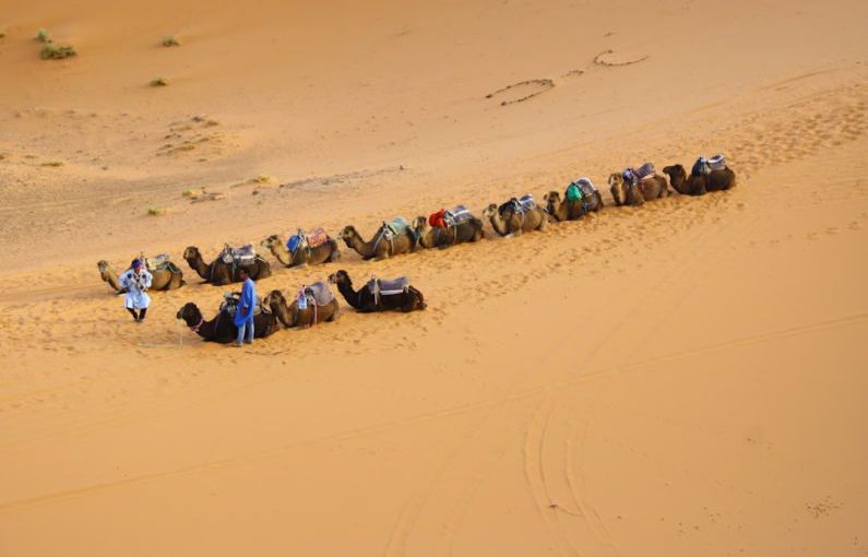 Sahara Camel - camels walking on dessert