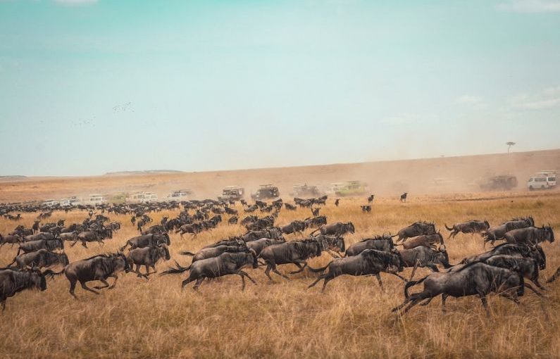 Kenya Safari - animal running on field
