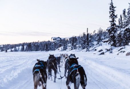 Dog Sledding - pack of wolves sleighing on snowy ground