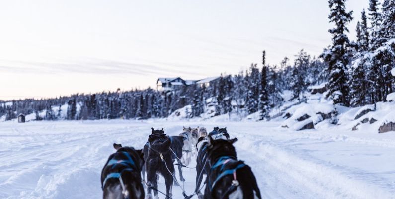 Dog Sledding - pack of wolves sleighing on snowy ground