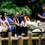 Volunteer Tourism - people sitting on wooden fence near white swan during daytime