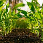 Organic Farming - green plant on brown soil