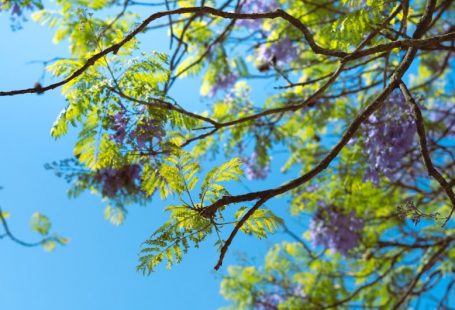 Ecotourism Economy - the branches of a tree with purple flowers against a blue sky