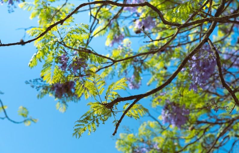 Ecotourism Economy - the branches of a tree with purple flowers against a blue sky