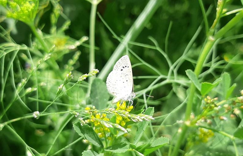 Biodiversity Conservation - a white butterfly sitting on top of a green plant