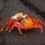 Galapagos Conservation - two red crabs fighting on gray sand