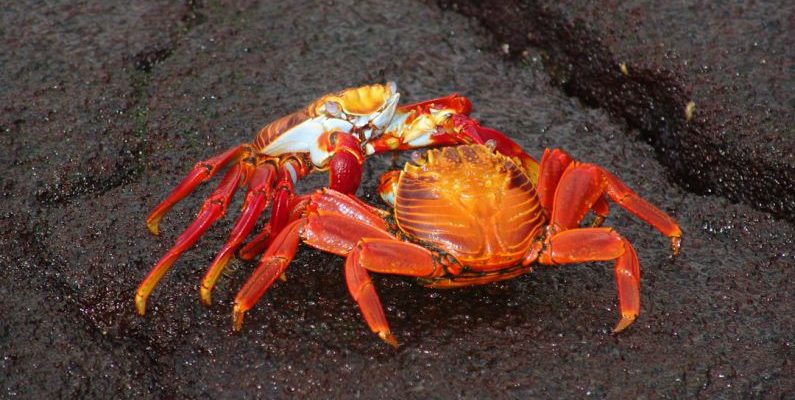 Galapagos Conservation - two red crabs fighting on gray sand