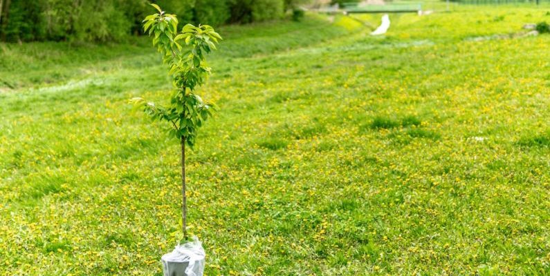 Tree Planting - green plant on white plastic bag