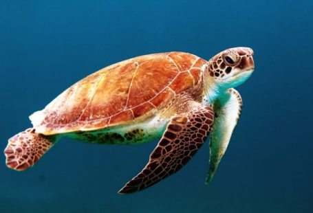 Endangered Species - brown turtle swimming underwater